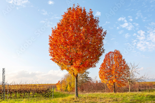 Bunte Bäume im Herbst