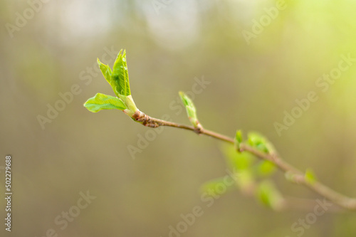 Spring forest with tree branches and young leaves on a blurred background on a sunny day