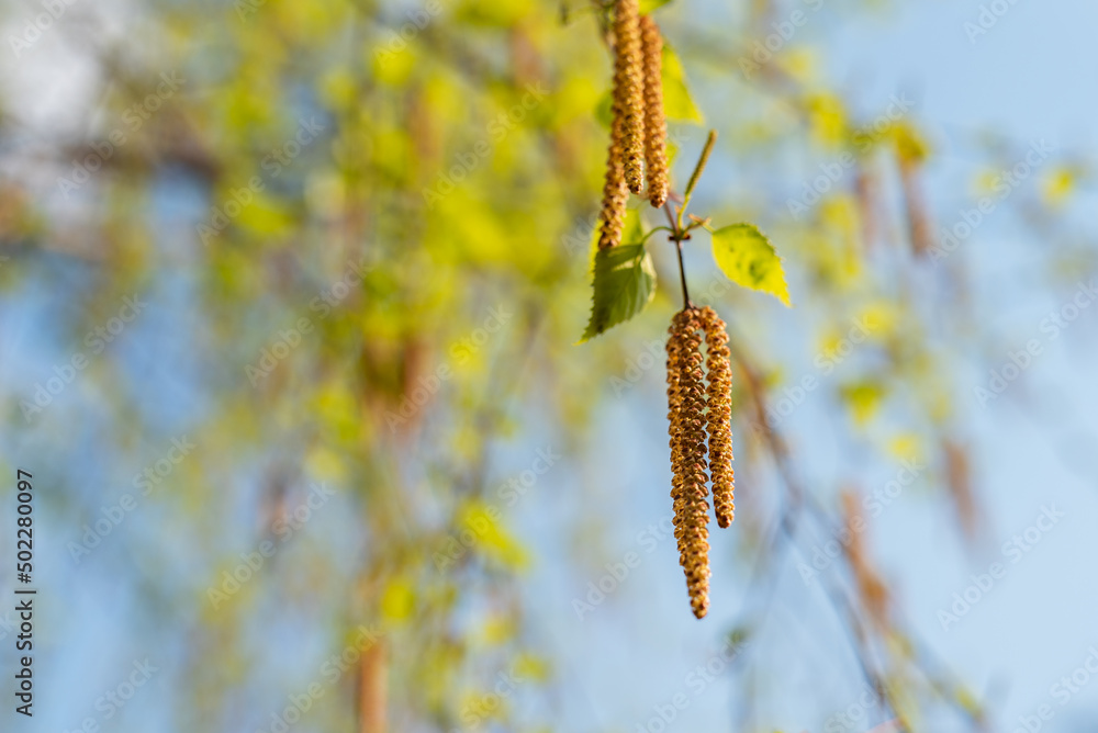 Allergy pollen of birch tree blossom in spring natural plant background Allergy pollen of birch tree blossom in spring natural plant background