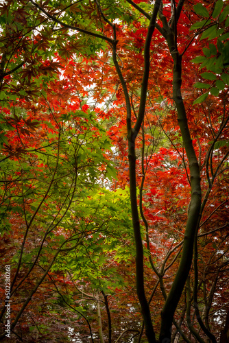Many maple leaves in green and red foliage