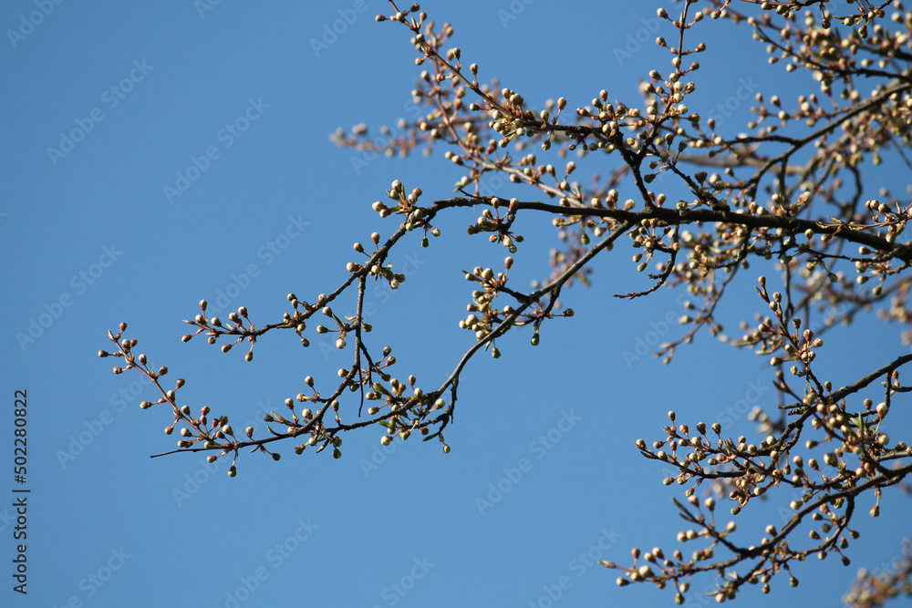 Obraz premium Branch of Siberian crab apple tree with white buds against spring blue sky
