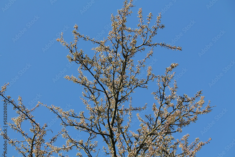 Branch of Siberian crab apple tree with white buds against spring blue sky Branch of Siberian crab apple tree with white buds against spring blue sky