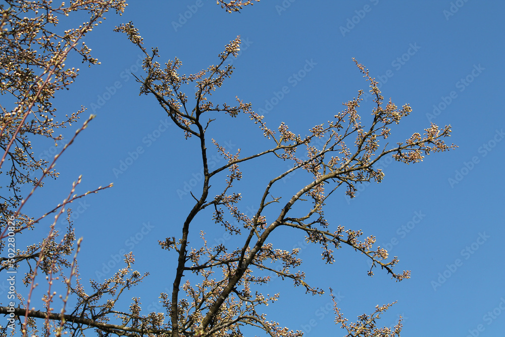 Obraz premium Branch of Siberian crab apple tree with white buds against spring blue sky