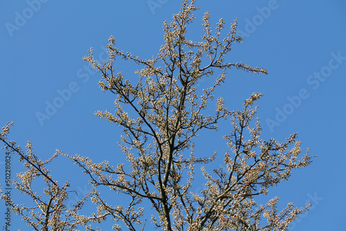 Branch of Siberian crab apple tree with white buds against spring blue sky