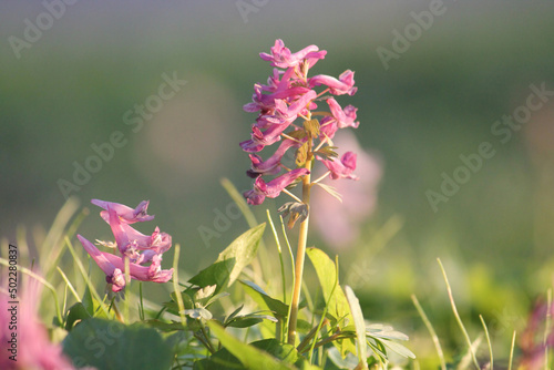 Flowering fumewort (Corydalis solida) plant in forest. May, Belarus photo