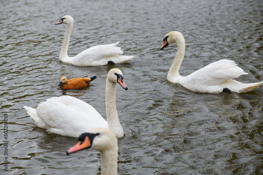 Obraz premium Some graceful white swans swimming in the lake, swans in the wild.