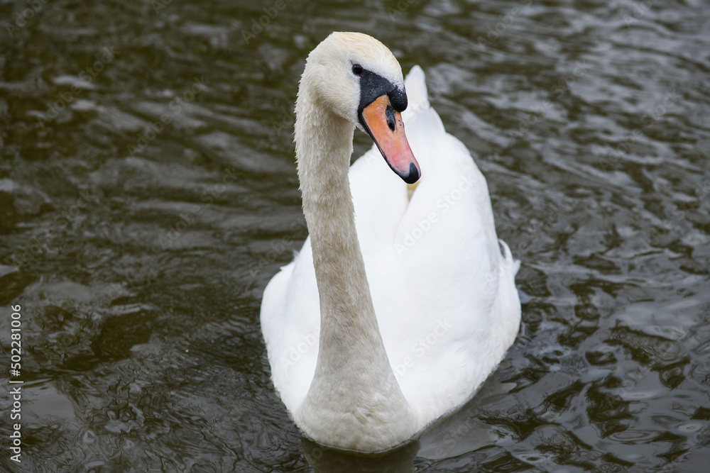 Graceful white Swan swimming in the lake, swans in the wild. Portrait of a white swan swimming on a lake. Graceful white Swan swimming in the lake, swans in the wild. Portrait of a white swan swimming on a lake.