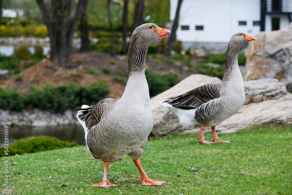 Beautiful perigord geese walk on a green lawn in summer in a park. Beautiful perigord geese walk on a green lawn in summer in a park.