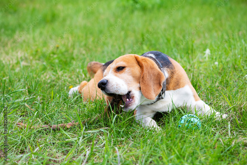 A young beagle lies on the green grass and chews on a stick.