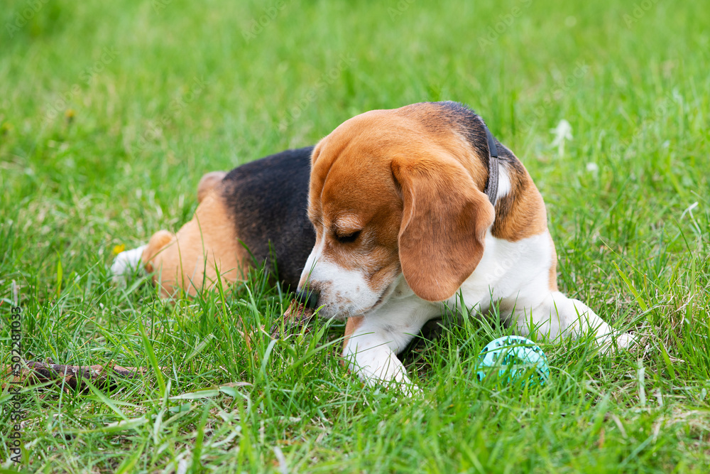 A cute dog beagle is lying on the green grass sniffing a stick. A cute dog beagle is lying on the green grass sniffing a stick.