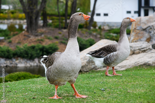 Fényképezés Beautiful perigord geese walk on a green lawn in summer in a park