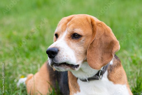 A cute dog beagle is lying on the green grass in a summer meadow