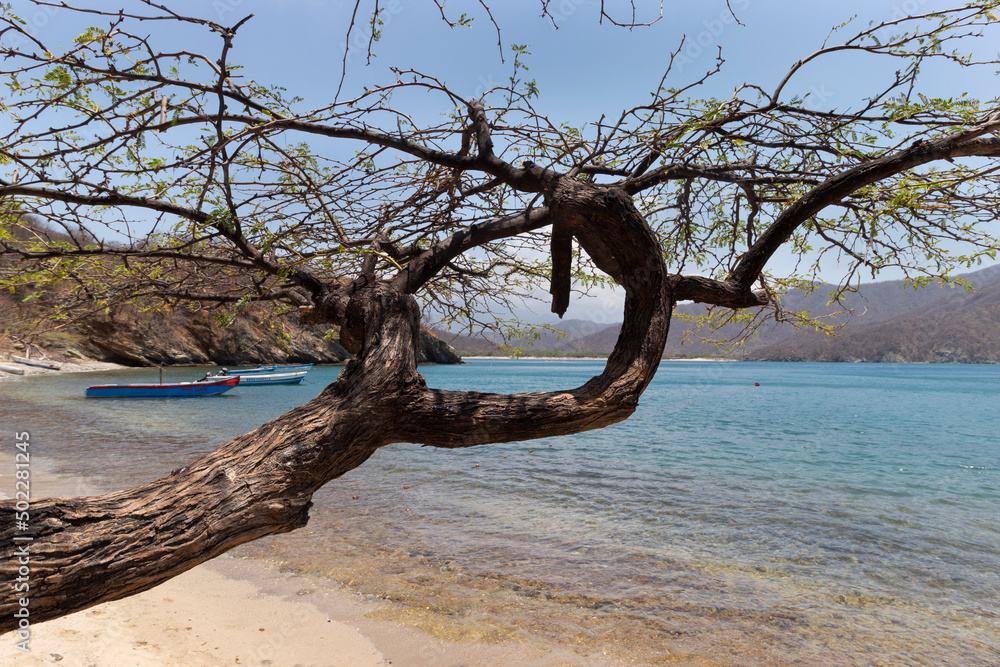 Fototapeta premium Colombian Tayrona national park viewed through a natural frame of a trunk.