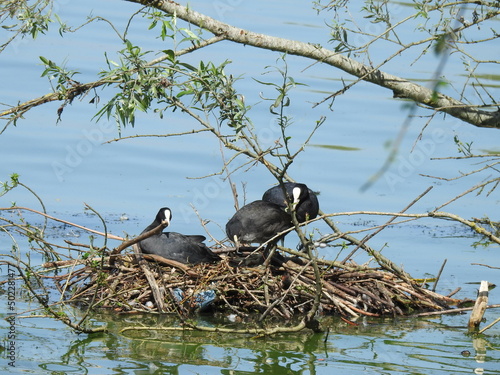 Foto View of the nest with black coot birds