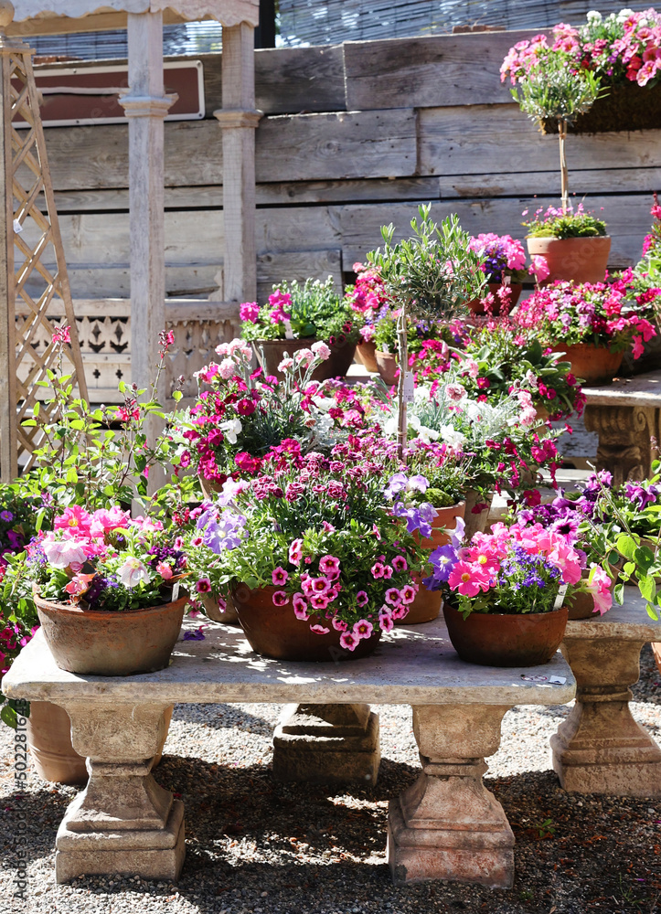 pink potted flowers 