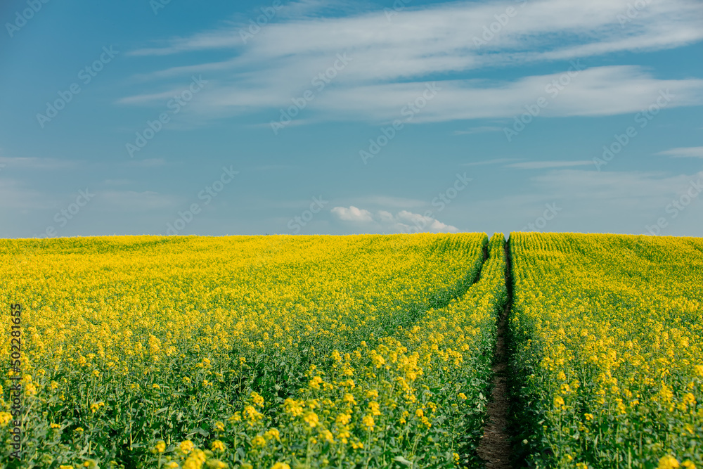 Fototapeta premium Rapeseed field in Poland, Europe