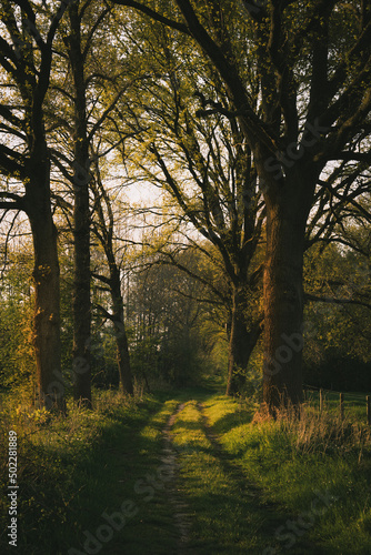 Picturesque view of the green trees in a park  backlight. Romantic scenery  meadow and forest in the spring.