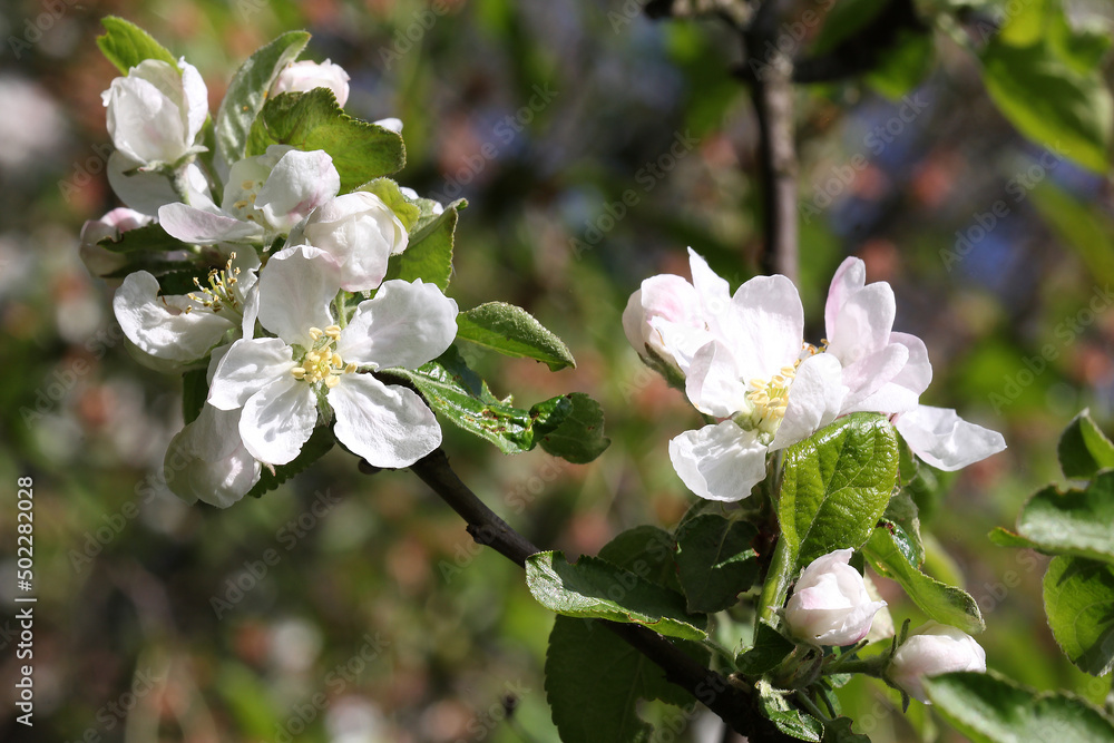Fototapeta premium apple tree flowers for spring