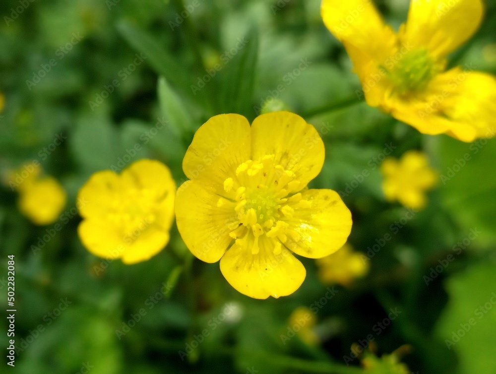 swamp flowers. walking and hiking swamp flowers. walking and hiking