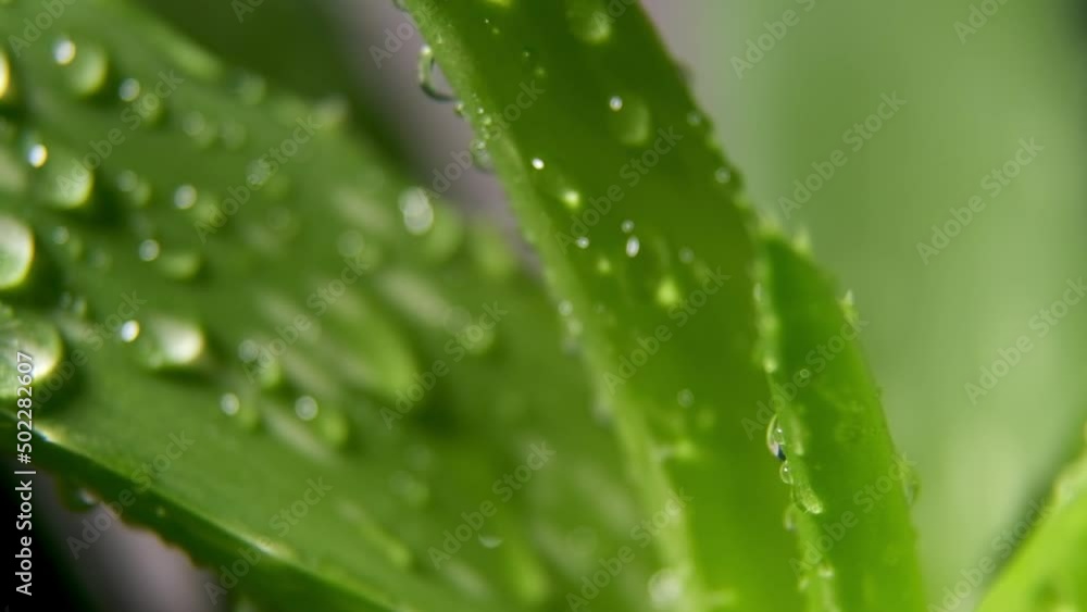 Slow motion of water droplets falling on a fresh green leaf. Obtaining an extract from aloe vera leaves. The concept of natural humidity or the environment and cleanliness. Heal Slow motion of water droplets falling on a fresh green leaf. Obtaining an extract from aloe vera leaves. The concept of natural humidity or the environment and cleanliness. Heal