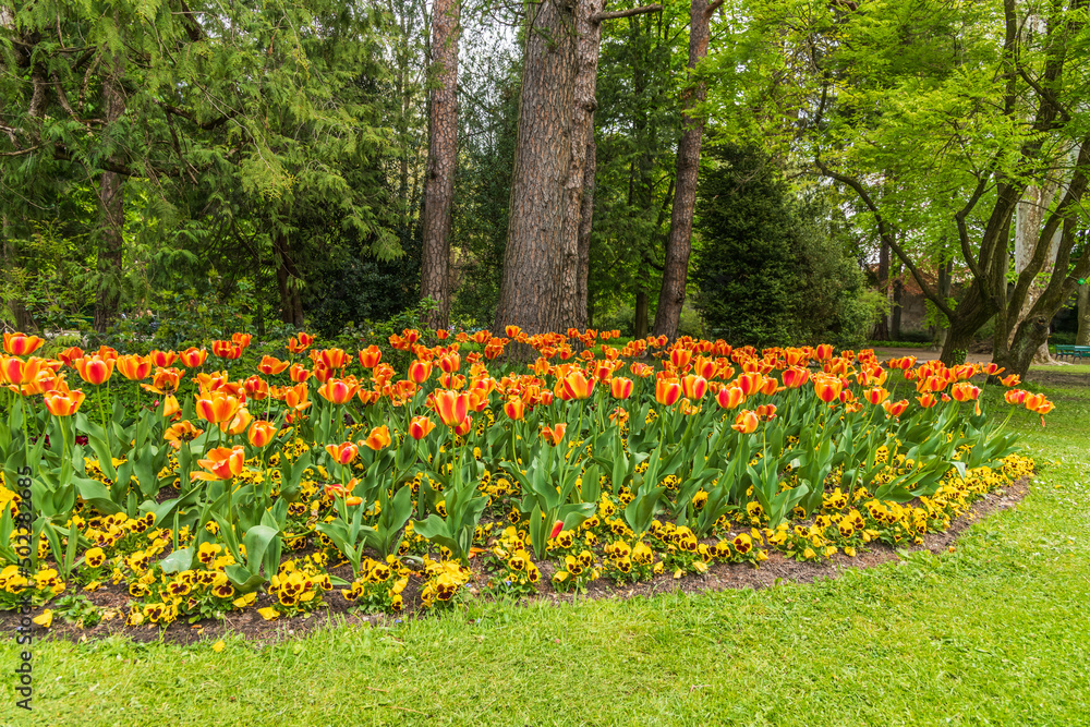 Obraz premium Tulpenblüte im Hofgarten Innsbruck