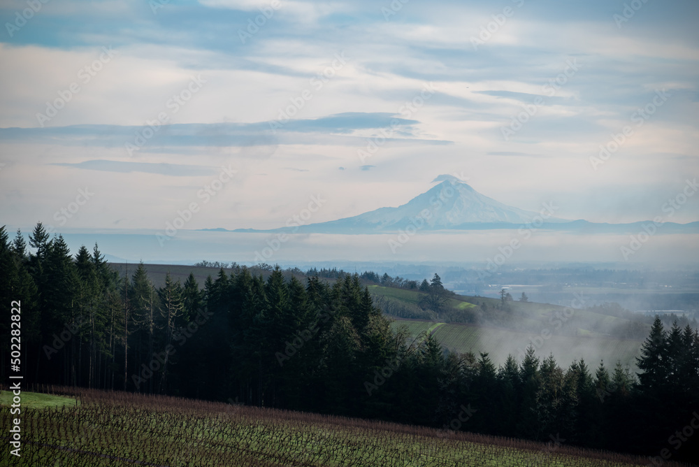 Obraz premium A snow covered Mt Hood in Oregon stands out on the horizon, hills covered with vineyard in the foreground, broken by lines of evergreen trees under a soft cloudy sky.