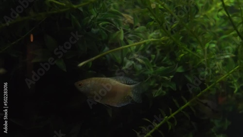 Honey gourami, or honey colisa, is a species of labyrinthine fish from the macropod family photo