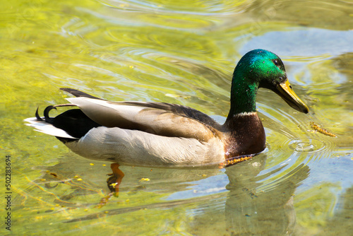 a colorful male duck swims on a pond