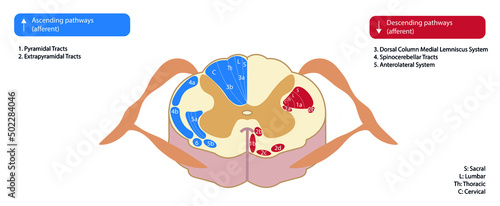 Ascending and descending spinal tracts. Somatic motor system illustration