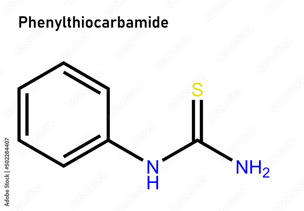 Phenylthiocarbamide, also known as phenylthiourea, is an organosulfur thiourea containing a phenyl ring. It has the unusual property that it either tastes very bitter or is virtually tasteless Phenylthiocarbamide, also known as phenylthiourea, is an organosulfur thiourea containing a phenyl ring. It has the unusual property that it either tastes very bitter or is virtually tasteless