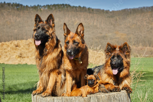 Three adult sheepdogs are on a tree stump with a puppy. In the background is a barren forest. Sky blue. The dogs look past the camera on the left.  photo