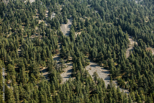 Close-up shot of cedar forest in Antalya - Turkey