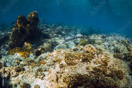 Underwater scene with corals and sea snake. Tropical sea
