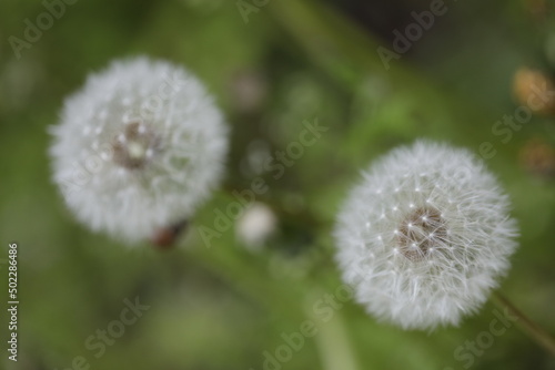 Dandelion fluff