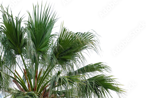 Big green tropical palm outdoors © Pixel-Shot
