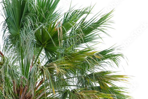 Fototapeta Naklejka Na Ścianę i Meble -  Big green tropical palm outdoors