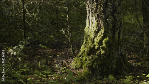 Fotografie Old trees with lichen and moss in forest