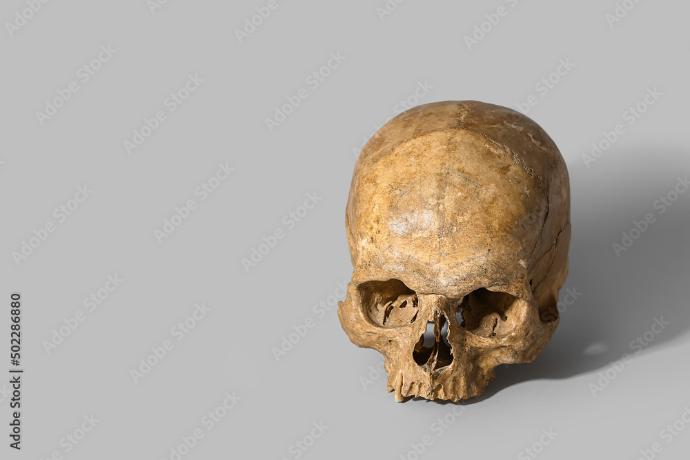Human skull on grey background Human skull on grey background
