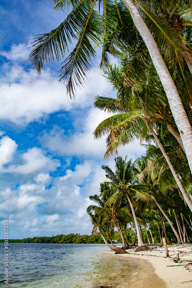 Ocean, coconut trees and white sand beach in Ngaraard state, Palau