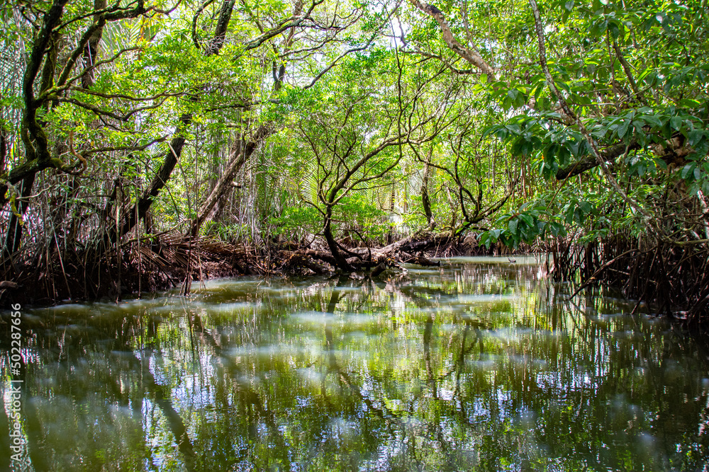 Jungle Cruise in Mangroves and River, Ngatpang state, Palau Jungle Cruise in Mangroves and River, Ngatpang state, Palau