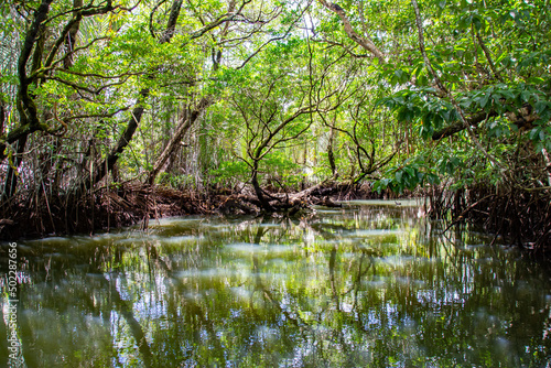 Jungle Cruise in Mangroves and River, Ngatpang state, Palau