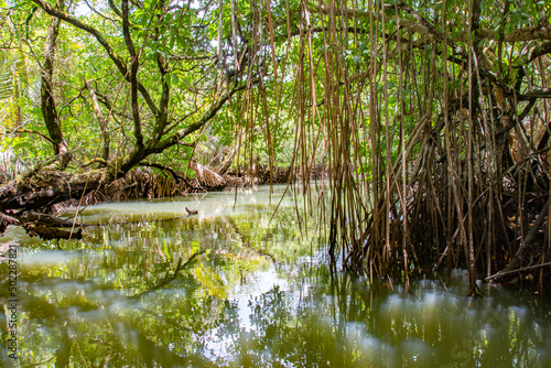 Jungle Cruise in Mangroves and River, Ngatpang state, Palau