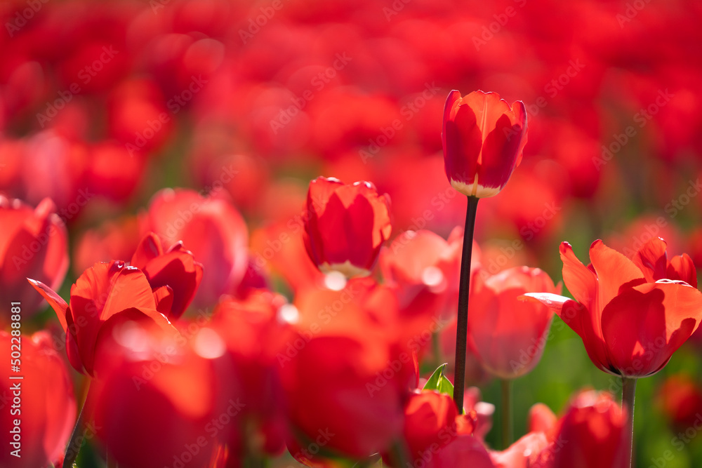 Czerwone tulipany - obrazy, fototapety, plakaty 