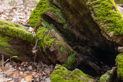 The stump is overgrown with moss. There are mushrooms growing on the beautiful stump. Close-up of a cutted mossy tree
