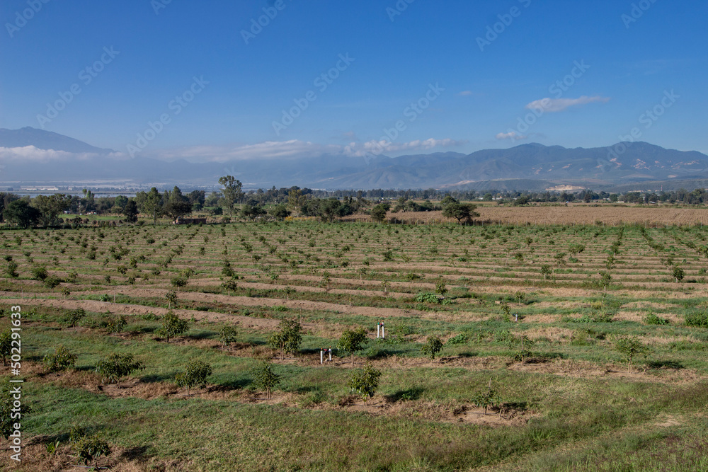 beautiful view of a mexican agricultural field