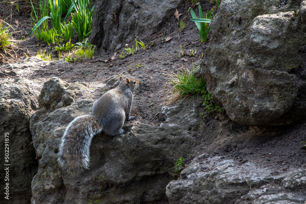 A squirrel examines a rocky garden in High Park in Toronto, Ontario, looking for food during an early evening sunset.