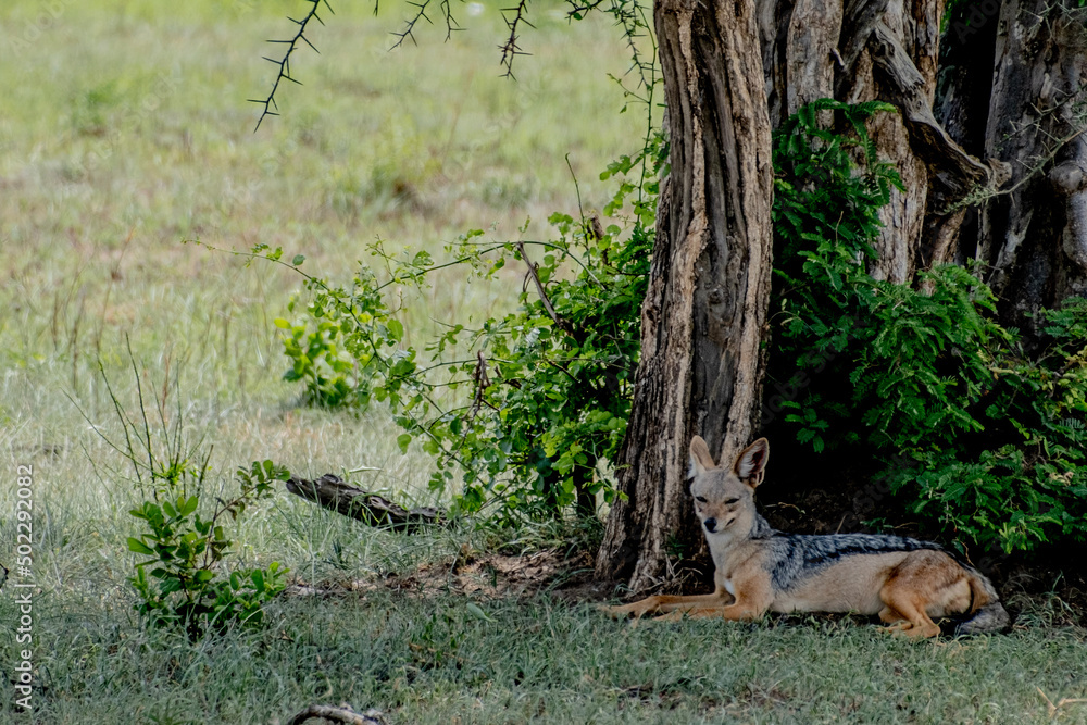 lion cub resting lion cub resting