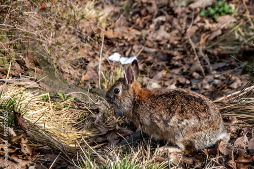A rabbit pauses in an early spring barren garden in High Park in Toronto, Ontario looking for something to eat. © John