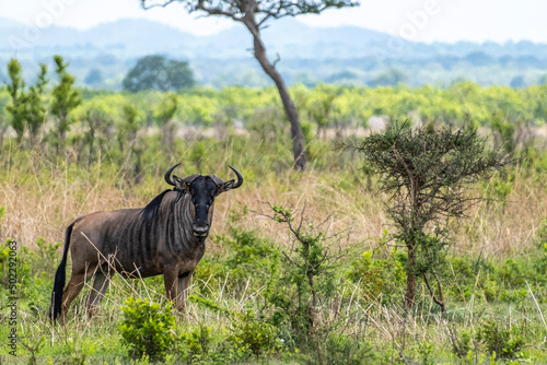 wildebeest in the national park