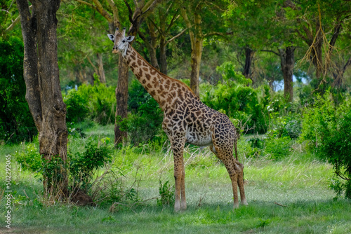 giraffe in the savannah